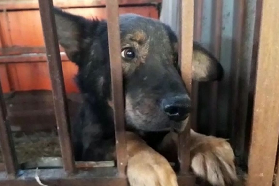 Собака После Нового Года Собака После Нового Года